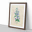 Bellflowers by Pierre-Joseph Redoute - Framed Print-55602060-55602063
