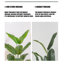 Simulation de banane grande plante verte-111038292-111038295