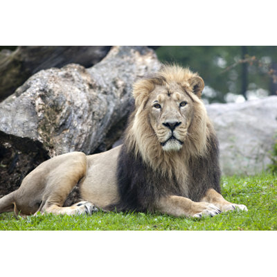 Asiatic Lion by Ayimages