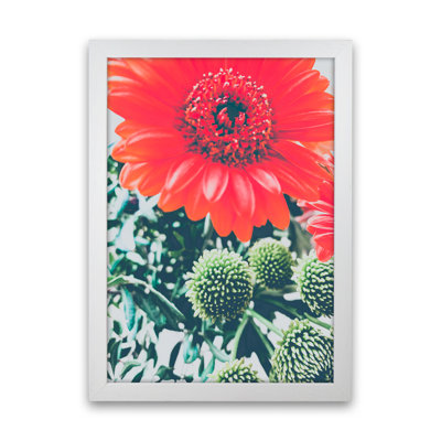 Gerbera - Print