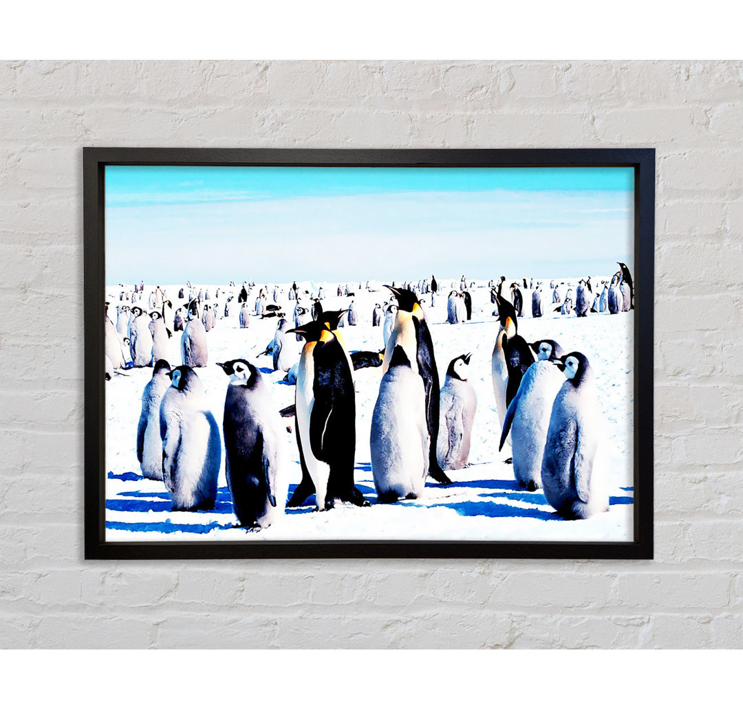 Penguin Meeting Place - Einzelner Bilderrahmen Kunstdrucke auf Leinwand