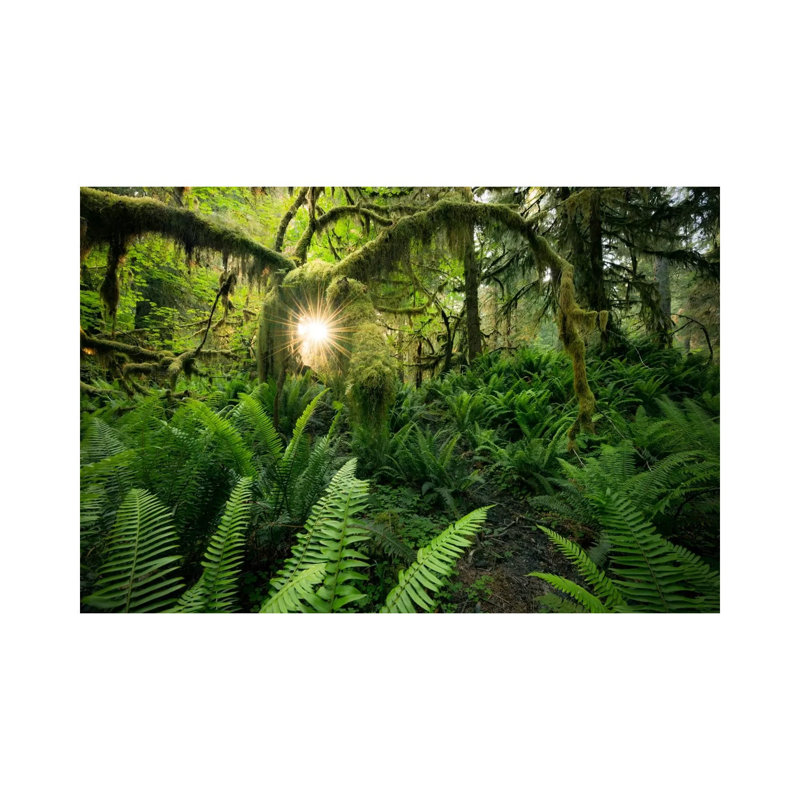 Elk's Gateway, Hoh Rainforest 1 Piece Wrapped Canvas Wall Art, 101.6 cm H x 66.04 cm W x 1.91 cm D
