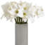 Anastasija Arrangement