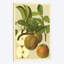 «Russet Apples», reproduction sur toile-31848010-73206720-73206726