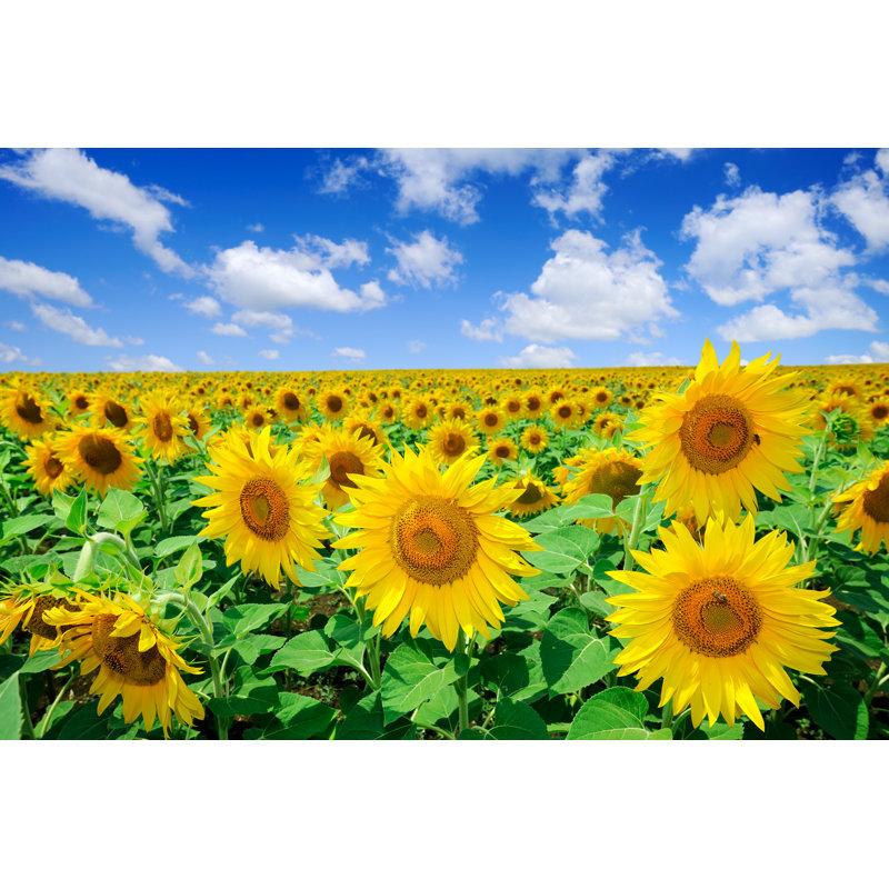Golden Sunflowers - Wrapped Canvas Print, 81cm H x 122cm W x 3.8cm D