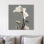 «Gray Luster Cyclamen», reproduction d'impression sur toile-23605330