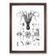 Octopus Illustrations by E.F. Jomard - Picture Frame Drawing Print-55723888-55723889