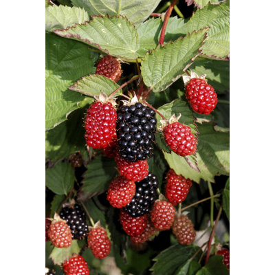Big Daddy Blackberry Plant - Live Plant in a 2 Inch Pot - Rubus - Fruit Trees for The Patio and Garden
