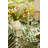 Emerald Check Appetizer Plates