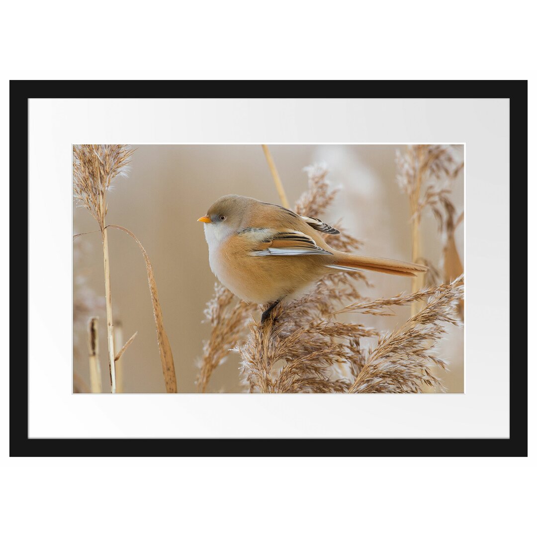 Gerahmtes Poster Kleiner Vogel auf Weizen