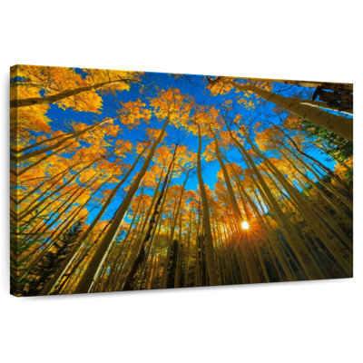Alvord Birch Forest Sunburst