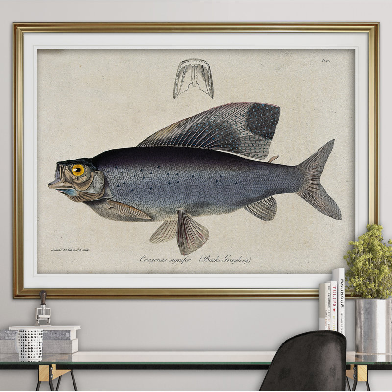 « rétro fish study i », impression, Cadre doré, H 31 po x l 43 po x P 1,5 po