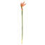 31.5-Inch Bird Of Paradise Stem