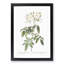 Musk Rose in White by Pierre-Joseph Redoute - Framed Print-55580815-55580819