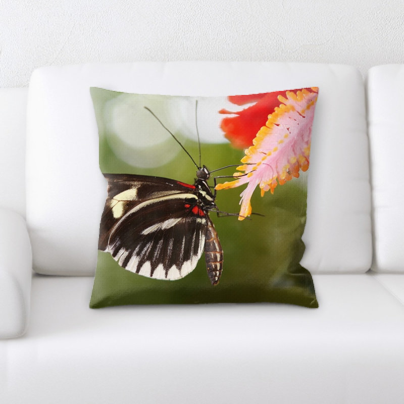 Coussin papilio rumanzovia