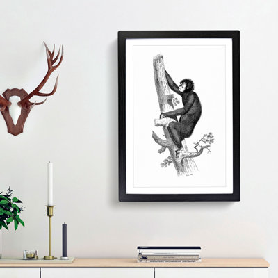 Orangutan in Black and White by George Shaw - Picture Frame Drawing Print