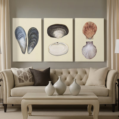 Bivalve Shells I  -Custom Wrapped Gallery Canvas - 3 Pieces