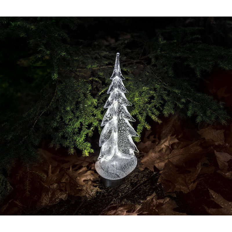 Silver Leaf Evergreen, 8 inch
