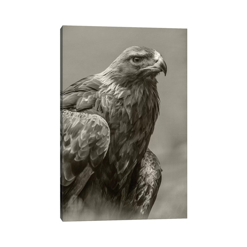 Golden Eagle Portrait, North America by Tim Fitzharris - No Frame Gallery-Wrapped Canvas Giclée on Canvas