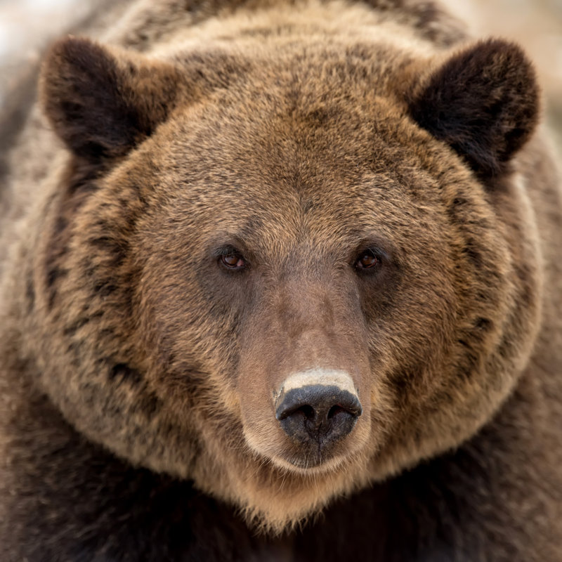 Brown Bear Portrait by Byrdyak - Wrapped Canvas Print, 76cm H x 76cm W