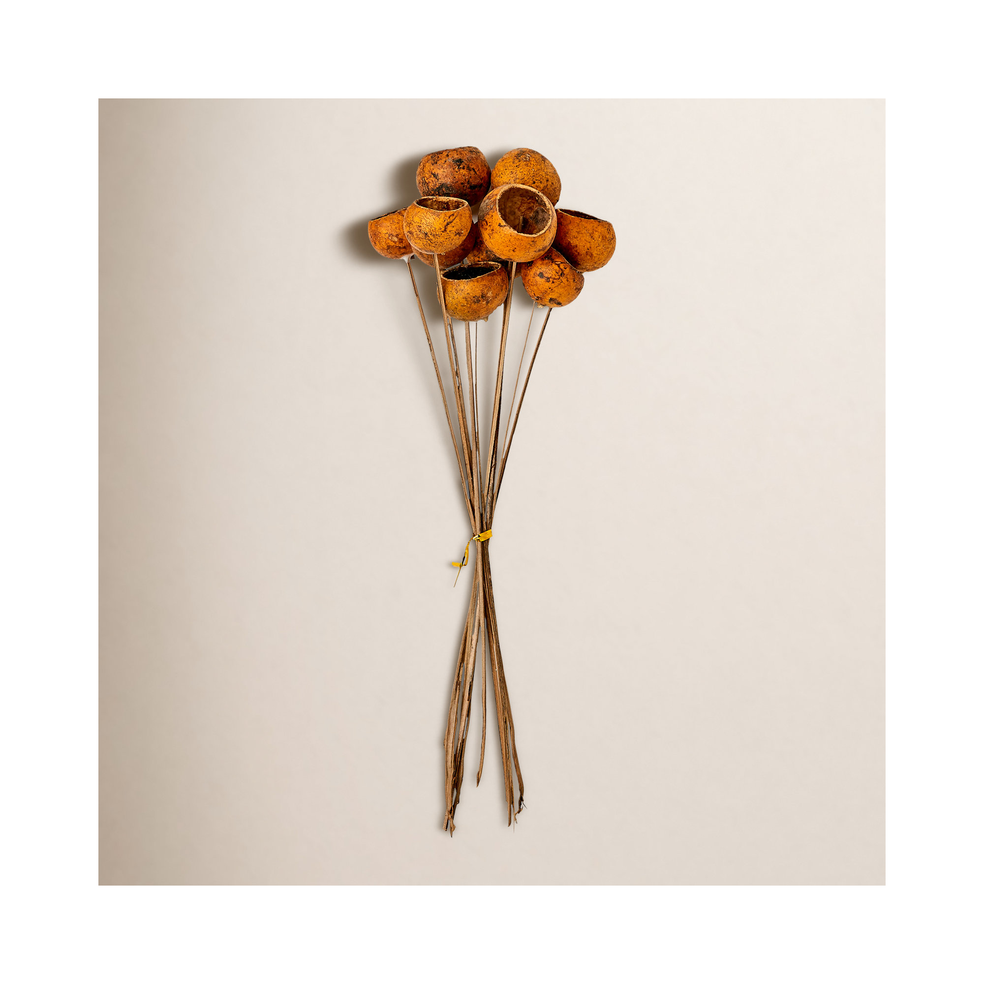 Natural Cup Pod Stems, Rustic Gold