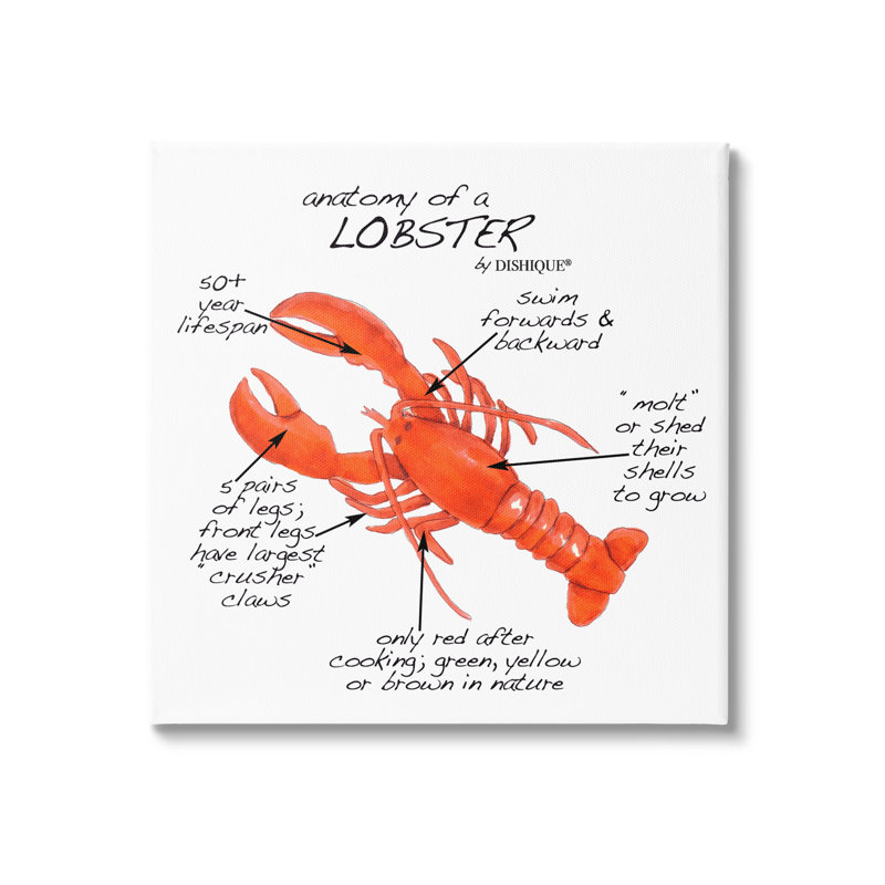 «Lobster Anatomy Nautical Sea Life», tableau d'apprentissage par impression sur toile tendue, H 17 po x l 17 po x P 1,5 po