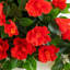 24 po Hibiscus artificiel résistant aux rayons UV (intérieur / extérieur) - ensemble de 2-407469244