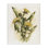 Art mural sur toile Cottage Buttercup Flowers par Ethan Harper