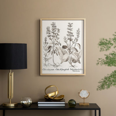 Sepia Besler Botanicals III Framed Print - Solid Wood
