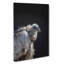 Vulture Bird - Wrapped Canvas-55302380