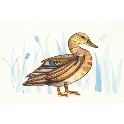 Wetland Mallard II - Wrapped Canvas Print