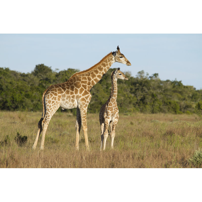 Girafe - Photographie sur toile tendue, H 24 po x l 36 po