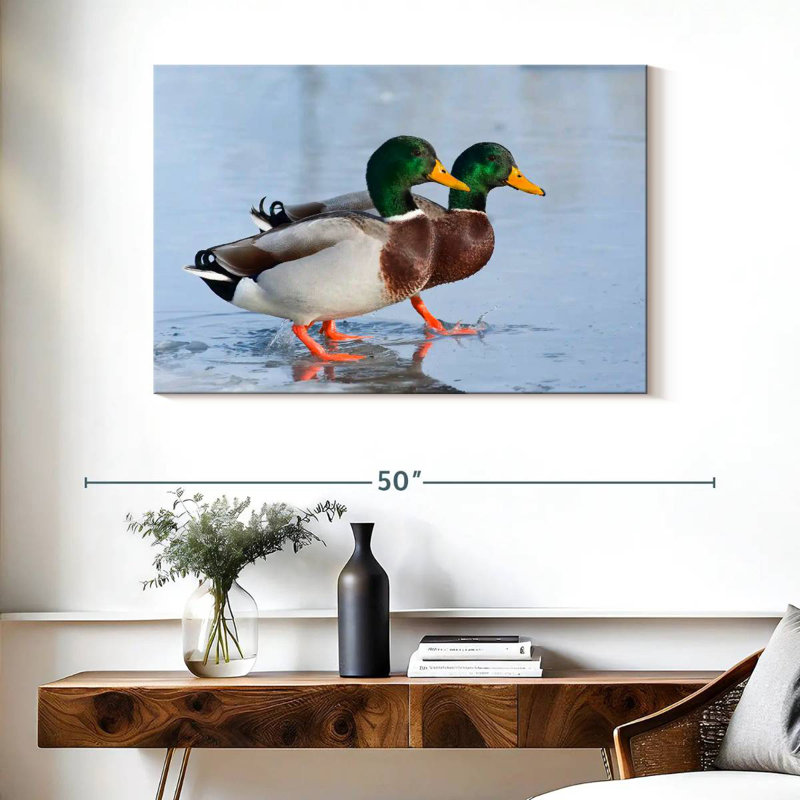 Duo canard colvert Brampt, H 26 po x l 39 po