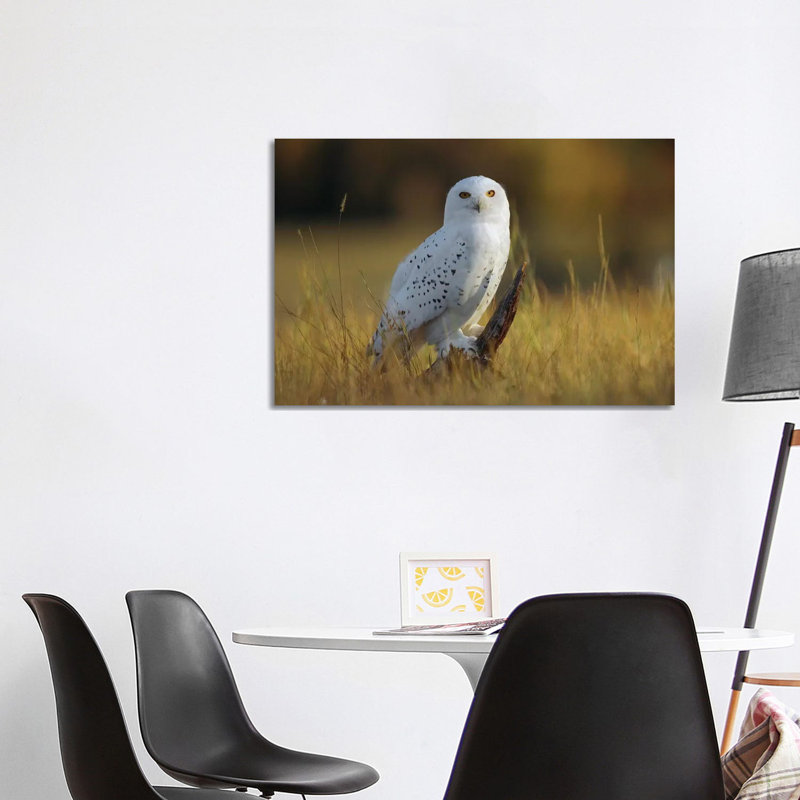 Snowy Owl Amid Dry Grass, British Columbia, Canada by Tim Fitzharris - Wrapped Canvas Gallery-Wrapped Canvas Giclée