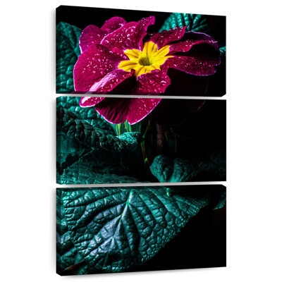 Primula Flower