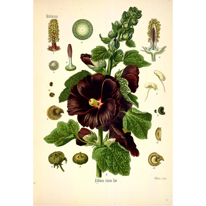 Botanique 102, H 39,5 po x l 28 po x P 1,25 po