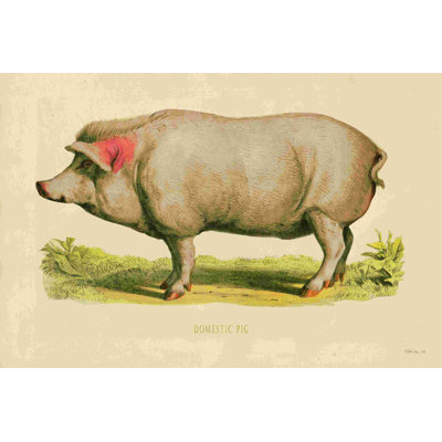 " Domestic Pig " by Stellar Design Studio Painting Print
