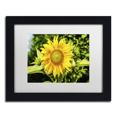 " Just A Sunflower " by Kurt Shaffer