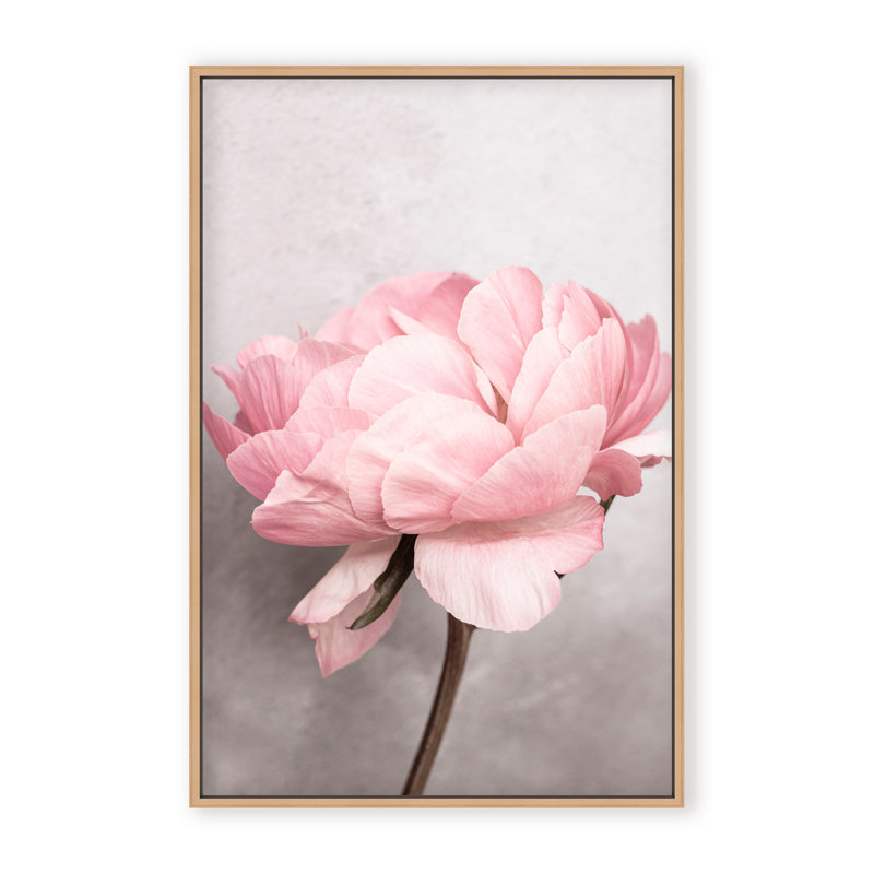 Nature Inspired Peony by  - Picture Frame Photograph on Paper, 24" H x 16" W x 1.125" D, Black, Framed Matted Print