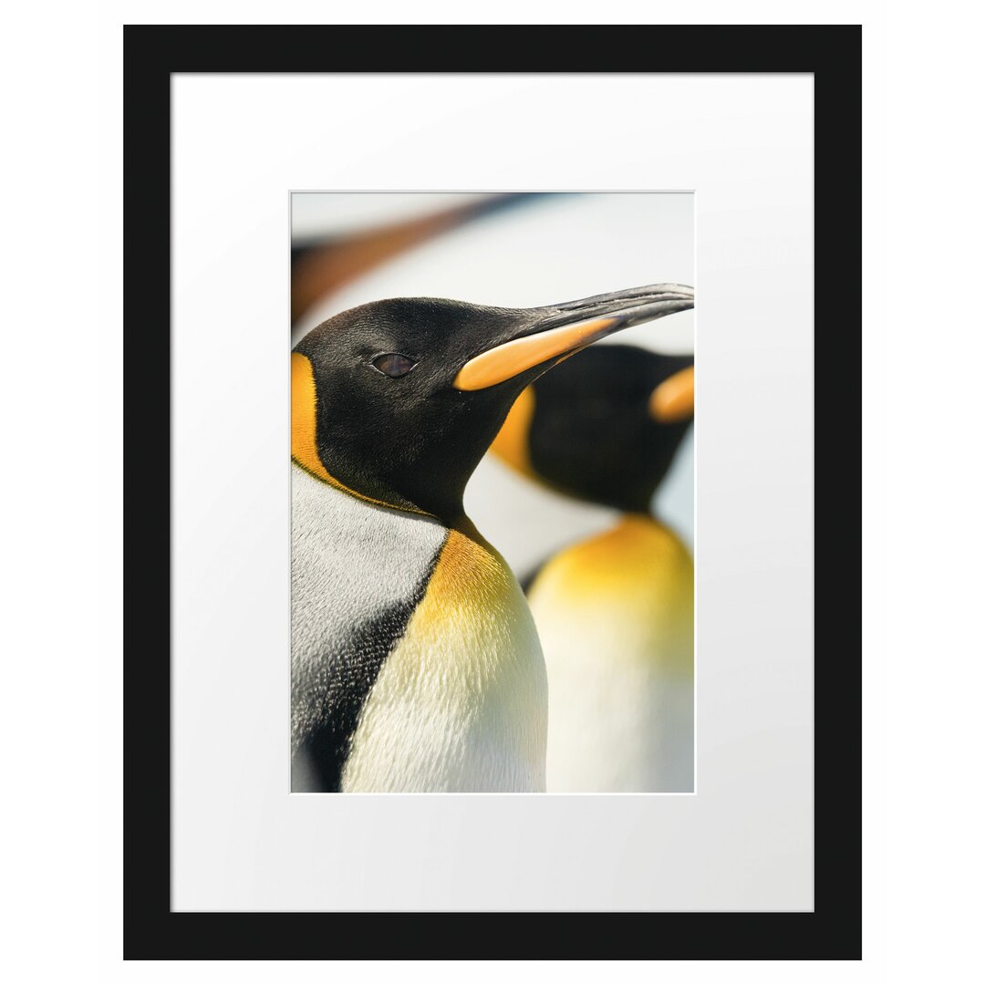 Gerahmtes Poster Pinguine