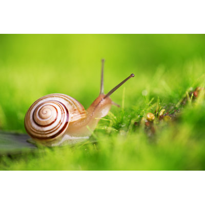 Charrelle " Creeper Snail " by Valio84Sl
