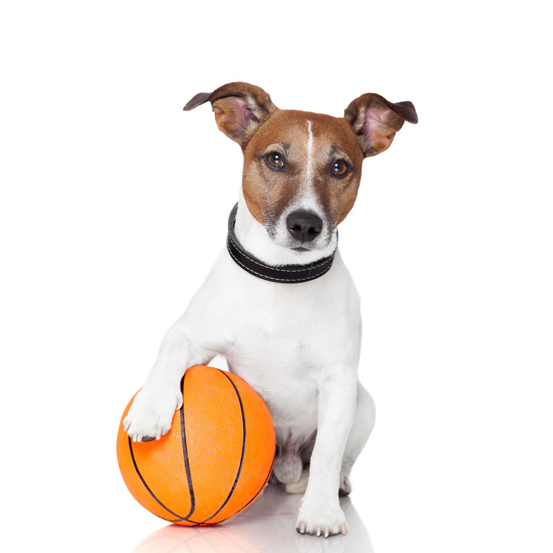 «Basket Ball Winner Dog» par Caravana - Photographie sur toile tendue, L 20 po x H 30 po