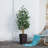 Adcock UV Protected Artificial Ficus Tree with Decorative Base, Faux Ficus Plant with Natural Trunk-1914722520-1914722527
