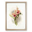 Magnolia Flowers Illustration Tab. 33 by Frederick Sander - Picture Frame Painting Print-55760245-55760247
