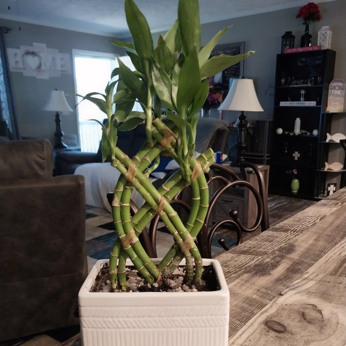 philodendron orange princess Philodendron 'Orange Princess' – Prop & Grow Plant Shop
