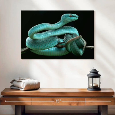Brampt Blue Pit Viper