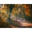 Autumn Path Print by Scott Norris-65851585-132435418