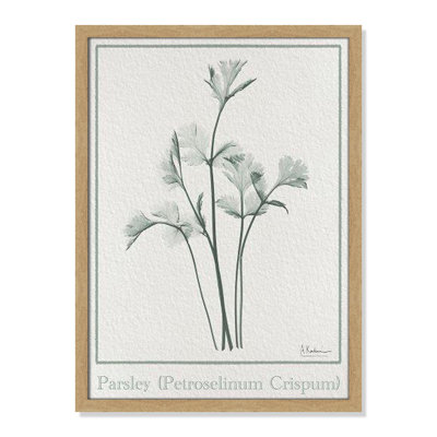 Jeanette "Parsley II" Print by Albert Koetsier