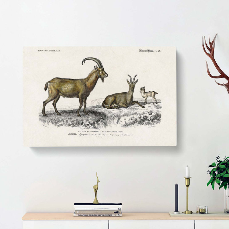 Wild Goat Illustration by Charles D' Orbigny - Wrapped Canvas Print, 35cm H x 50cm W x 3cm D