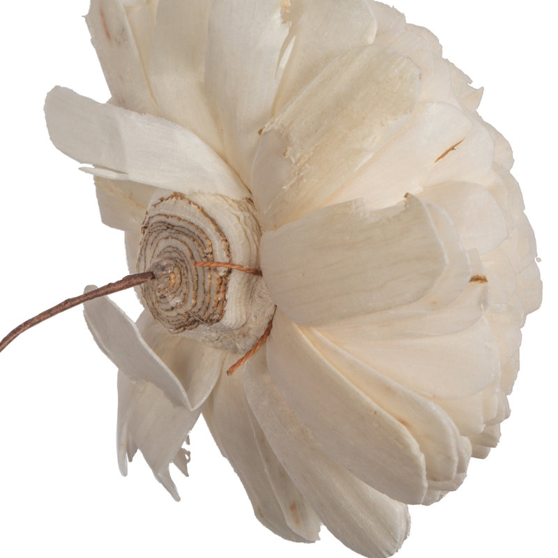 Tige de fleur de sola 4 po Vickerman Natural Botanicals 4 po - 12 tiges / sac.